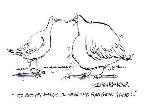 Cartoon: Fois Gras (medium) by Ian Baker tagged fois,gras,food,delicacy,birds,bird,liver,geese,duck,fat,obese,gene,cruel,animal,cruelty,ian,baker,gag,cartoon,magazine