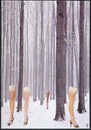 Cartoon: eisbeine (small) by Andreas Prüstel tagged kälte,winter,eisbeine,damenstrümpfe,cartoon,collage,andreas,pruestel