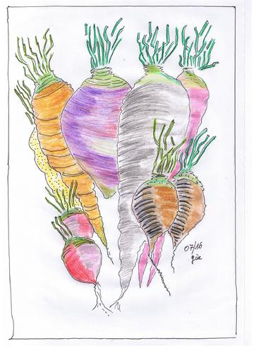 Cartoon: roots and beets (medium) by skätch-up tagged carrot,beetroot,radish,yellow,turnip,parsnips