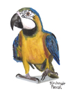 Cartoon: Ara ararauna (small) by Pascal Kirchmair tagged papagei aquarell watercolour gelbbrustara ara ararauna blue and yellow macaw painting zeichnung illustration peinture