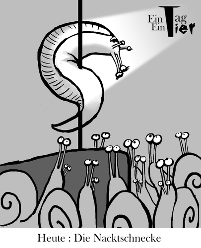Cartoon: Die Nacktschnecke (medium) by Mistviech tagged erotik,tabledance,schnecke,nacktschnecke,natur,tiere