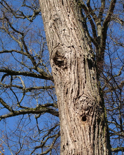 Cartoon: Hello fellow! (medium) by Kestutis tagged hello,fellow,nature,tree,wood,lithuania,kestutis