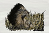 Cartoon: Lion around (small) by tonyp tagged lion arp tonyp wind field animal africa