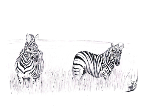 Cartoon: Equus quagga (medium) by swenson tagged steppenzebra,zebra,afrika