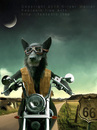 Cartoon: Route sixtysix (small) by fantasio tagged easy,rider,wolf,lonesome,biker,harley,route,66,kult,anthro