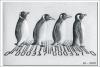 Cartoon: Abbey Road (small) by Penguin_guy tagged penguins pinguine pets tiere animals beatles