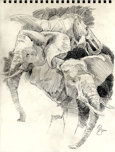 Cartoon: Elephant Sketches (medium) by halltoons tagged elephant,africa