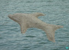Cartoon: Dolphin (small) by thalasso tagged dolphin,delfin,ocean,sea,beach,art