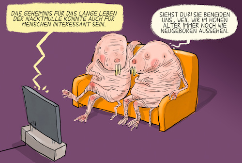 Cartoon: Nacktmulle (medium) by leopold maurer tagged nacktmulle,studie,genetik,altersforschung,alterung,krebs,biologie,zoologie,menschen,medizin,humanmedizin,leopold,maurer,cartoon,karikatur,nacktmulle,studie,genetik,altersforschung,alterung,krebs,biologie,zoologie,menschen,medizin,humanmedizin,leopold,maurer,cartoon,karikatur