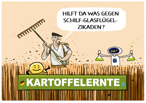 Ernteausfall durch Zikaden... Ernteausfall durch Zikaden...