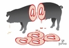 Cartoon: Ham (small) by Tonho tagged ham,pig,arroba