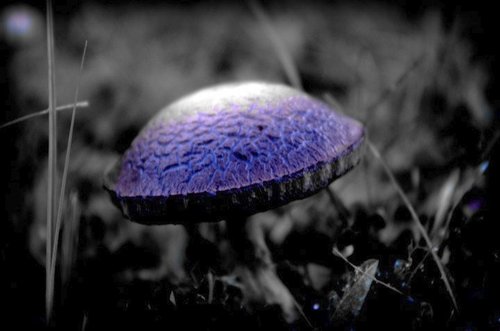 Cartoon: Toxix Mushroom (medium) by Krinisty tagged mushroom,toxic,nature,black,and,white,blue,purple,scenic,collection,art,photography,krinisty,plants,trees,fungus