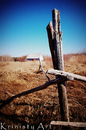 Cartoon: Coming home (small) by Krinisty tagged house,old,road,fence,rustic,yard,grass,trees,movie,pitt,pony