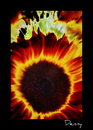 Cartoon: The SUN flower (small) by Krinisty tagged flowers sunflowers burning beautiful bright colorful plants earth nature krinisty art photography