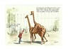 Cartoon: Zoogeschichten (small) by Jori Niggemeyer tagged giraffen,tiere,sex,erklärung,peinlichkeit,karikatur,worte,aufklärung,niggemeyer,joricartoon,cartoon