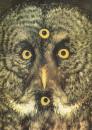 Cartoon: Eyes (small) by Andreas Prüstel tagged eule,owl,augen,eyes