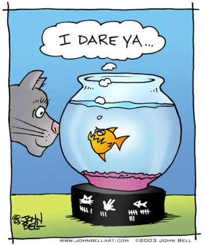 Cartoon: Dare (medium) by JohnBellArt tagged killer,deadly,piranha,conflict,dare,fishbowl,fish,cat