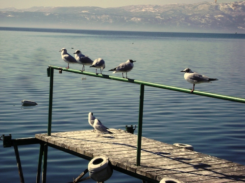 Cartoon: Treffen an Deck (medium) by Zlatko Iv tagged sea,kunstwerk,gold,natura,nude,hertz,collector,collection,selfie,facebook,humor,tourism,klimate,clima,climate,deck,treffen,bird
