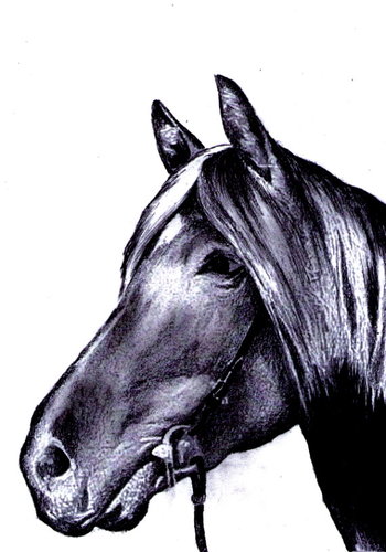 Cartoon: Horse (medium) by Barcarole tagged horse