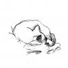 Cartoon: Sketching gaston (small) by mortimer tagged mortimer,mortimeriadas,sketch,cats,gatos,gaston,chartreux,pencil