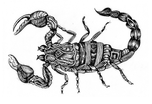 Cartoon: scorpio (medium) by Battlestar tagged scorpio,skorpion,animals,tiere,nature,natur,illustration,zeichnung,drawing