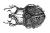 Cartoon: beetle (small) by Battlestar tagged insects insekten käfer bug beetle illustration bw