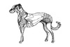 Cartoon: dog (small) by Battlestar tagged dog,hund,tiere,animals,animal