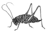 Cartoon: grasshopper (small) by Battlestar tagged grasshopper heuschrecke insects insekten drawing zeichnung illustratin natur nature