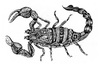 Cartoon: scorpio (small) by Battlestar tagged scorpio skorpion animals tiere nature natur illustration zeichnung drawing