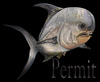 Cartoon: perrmit (small) by HSB-Cartoon tagged permit,fish,sea,ocean,animal,caribian,water,exoticfish,angeln,fishing,hook,airbrush,illustration,airbrushdesign