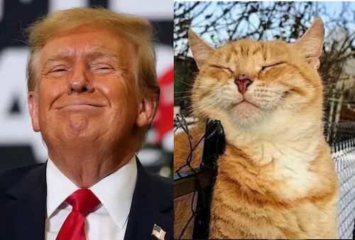 Cartoon: Trump Cat (medium) by chriso tagged trump,cat,katze,cartoon,funpic