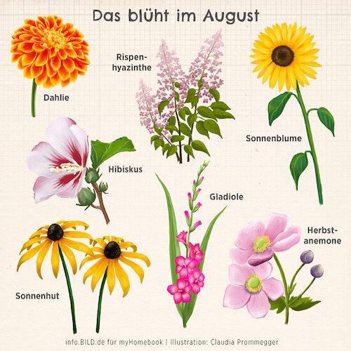 Cartoon: Das blüht im August (medium) by alesza tagged ipadart,procreate,flower,petal,blooming,painting,digital,illustration,summer,colourful,infographics