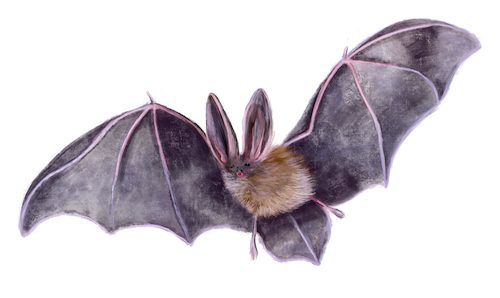 Cartoon: Fledermaus (medium) by alesza tagged fledermaus,bat,animal,nature,flying,wings
