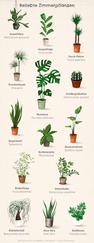 Cartoon: Zimmerpflanzen (medium) by alesza tagged illustration,procreate,ipadart,art,plants,nature,indoor,leaves,green