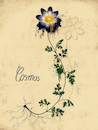 Cartoon: Cosmos (small) by alesza tagged flower,cosmos,drawing,illustration,plant,humboldt,study
