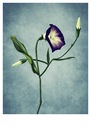 Cartoon: Flower - blue version (small) by alesza tagged flower,blue,winde,nature,blume