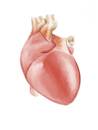 Cartoon: Human Heart (small) by alesza tagged human,body,organ,heart,muscle,health,anatomy