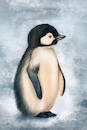 Cartoon: Pinguin (small) by alesza tagged penguin,illustration,drawing,nature,antarctica,antarctic,cold,ice,winter,bird,ipad,procreate,digitalart,digitalpainting,painting