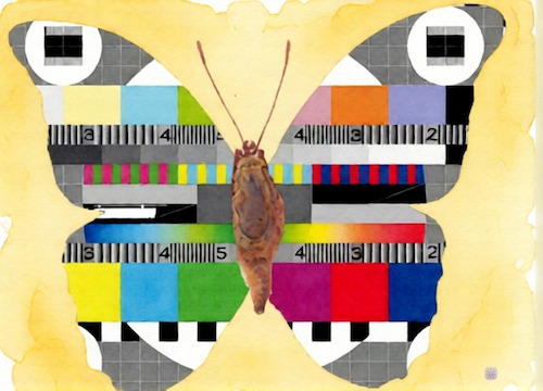 Cartoon: no title (medium) by chakhirov tagged butterfly