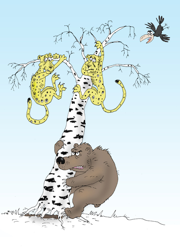 Cartoon: Leopards in Russia (medium) by Tarasenko  Valeri tagged bear,leopard,birch,war