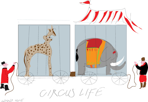 Giraffe and Cage