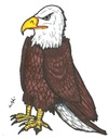 Cartoon: American Bald Eagle (small) by m-crackaz tagged american,great,bald,eagle,kaycee