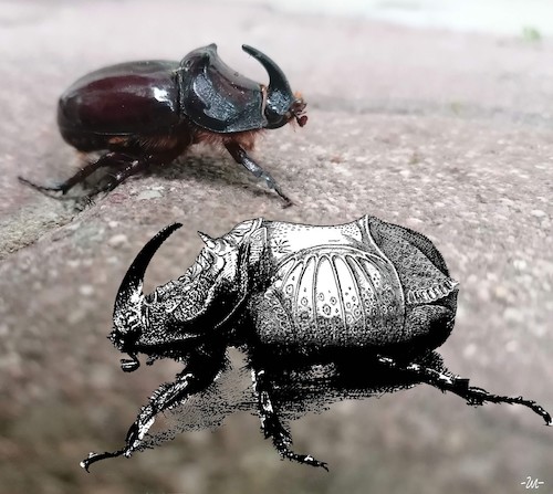 Cartoon: Rhino beetle (medium) by zu tagged rhino,beetle,dürer