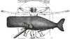 Cartoon: Size (small) by zu tagged leonardo,vitruvian,whale,proportional