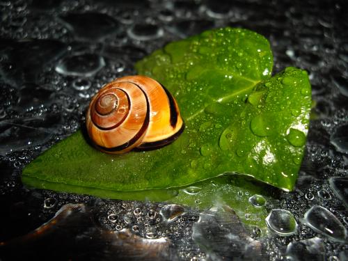 Cartoon: Fresh Snail (medium) by spotty tagged snail,schnecke