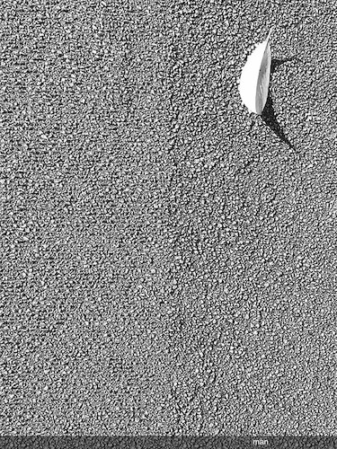 Cartoon: non calpestare (medium) by Enzo Maneglia Man tagged foto,bozzetti,illustrazioni,bn