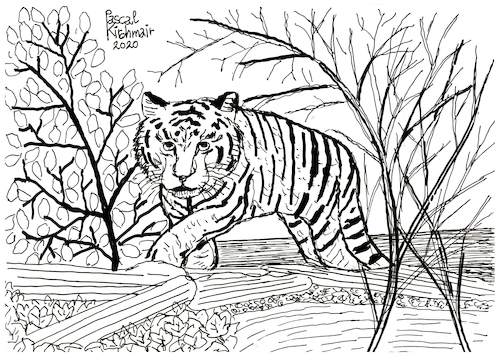 Cartoon: Tiger (medium) by Pascal Kirchmair tagged predator,raubkatze,predateur,felin,felino,fauve,predador,predatore,tiger,tigre,big,cat,cats,katzen,gatos,gatti,chats,illustration,ink,drawing,zeichnung,pascal,kirchmair,cartoon,caricature,karikatur,ilustracion,dibujo,desenho,disegno,ilustracao,illustrazione,illustratie,dessin,de,presse,tekening,teckning,cartum,vineta,comica,vignetta,caricatura,tusche,tuschezeichnung,predator,raubkatze,predateur,felin,felino,fauve,predador,predatore,tiger,tigre,big,cat,cats,katzen,gatos,gatti,chats,illustration,ink,drawing,zeichnung,pascal,kirchmair,cartoon,caricature,karikatur,ilustracion,dibujo,desenho,disegno,ilustracao,illustrazione,illustratie,dessin,de,presse,tekening,teckning,cartum,vineta,comica,vignetta,caricatura,tusche,tuschezeichnung