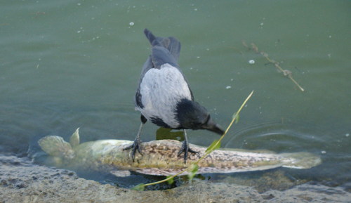 Cartoon: Cook (medium) by Kestutis tagged kestutis,fish,food,vogel,crow,bird,nature,cook,lithuania