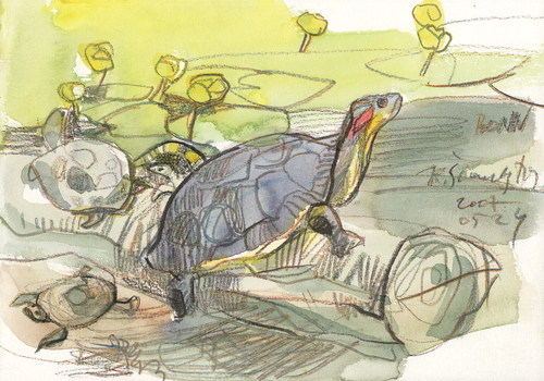 Cartoon: Bonn Botanischer Garten (medium) by Kestutis tagged aquarell,turtle,watercolor,sketch,siaulytis,kestutis,deutschland,germany,garden,botanic,bonn