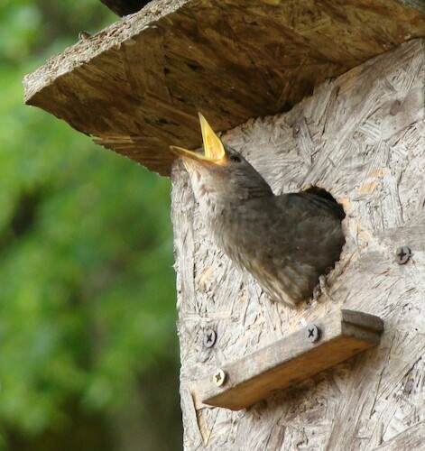 Cartoon: DADA Movie YELLOW THROAT (medium) by Kestutis tagged dada,movies,bird,spring,picture,kestutis,lithuania